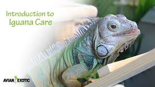 Introduction to Iguana Care [upl. by Aral137]