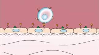 Adhesion in Leukocyte Extravasation [upl. by Akenat]