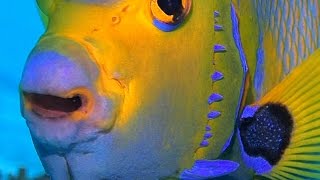 Bonaire 2017 SCUBA Up Close amp Personal Highlights Video 1 [upl. by Niahs]