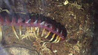 Scolopendra Gigantea White Leg  Feeding [upl. by Ayekel]