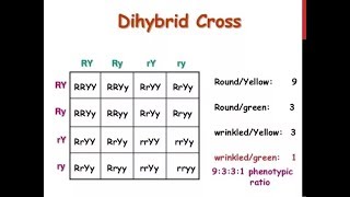 Dihybrid Cross  How to write a Dihybrid Cross in Exam  Genetics and Inheritance [upl. by Mat]