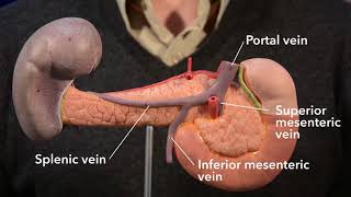 Pancreas anatomy [upl. by Brinna]