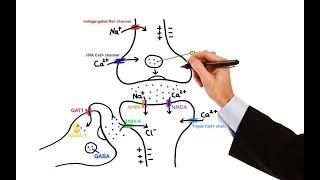 Pharmacology  ANTIEPILEPTIC DRUGS MADE EASY [upl. by Narba]