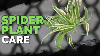 Spider Plant Care How To Grow Chlorophytum Comosum [upl. by Fabrienne255]