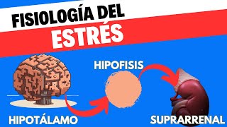 Fisiología del eje HipotálamoHipófisisSuprarrenal [upl. by Huda]