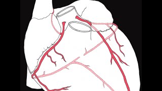 Coronary circulation of the heart [upl. by Nahsyar173]