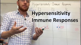 Hypersensitivity Immune Responses [upl. by Atnek]