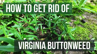 How to Get Rid of Virginia Buttonweed 4 Easy Steps [upl. by Haral]