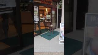 奈良 鹿がお店に侵入動画 鹿 奈良公園 deer happening japan [upl. by Ahseirej15]