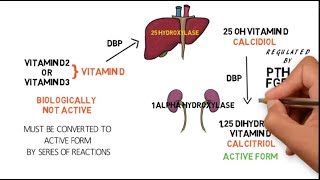 VITAMIN D METABOLISM [upl. by Yasu869]