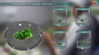 Tissue Culture [upl. by Nikos]