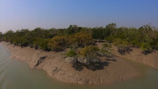 Why We Need the Sundarbans Mangroves More than Ever [upl. by Maillw]