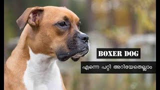 Boxer Dog  Facts In Malayalam അറിയേണ്ടതെല്ലാം [upl. by Bobker990]