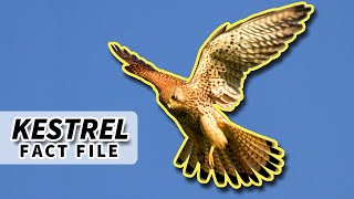 Kestrel Facts they HOVER while HUNTING 🦅  Animal Fact Files [upl. by Rudwik]