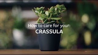 How to care for your Crassula  Grow at Home  RHS [upl. by Adniram]