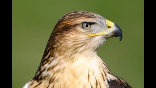 Falconry Ferruginous hawk or eagle wildlife falconry [upl. by Handy]