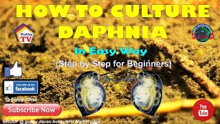 HOW TO CULTURE DAPHNIA In Easy Way [upl. by Elisha]