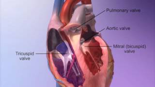 The Heart Valves with Heart amp Circulatory Premium 2 [upl. by Sension]