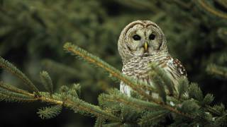 Voices Barred Owl [upl. by Anaehr]