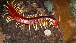 Scolopendra Gigantea White Leg Giant Centipede Feeding [upl. by Buseck829]