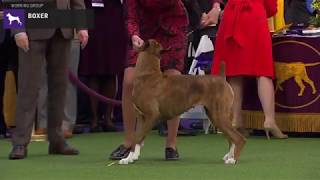 Boxers  Breed Judging 2020 [upl. by Ileak]