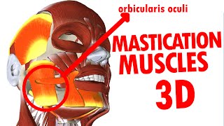 Muscles of Mastication  Jaw And Mandible  Face Anatomy part 3 [upl. by Lissy102]