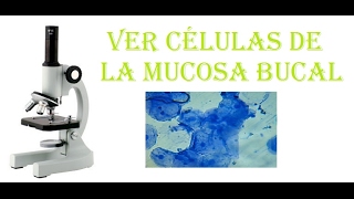 EXPERIMENTOS DE BIOLOGÍA Ver las células de la mucosa bucal al microscopio [upl. by Elonore]