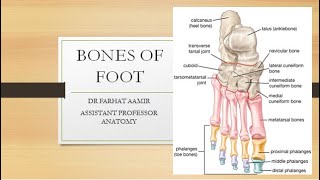 Bones of Foot Anatomy [upl. by Halika]