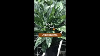 Plant Care Guide  Aglaonema Plant [upl. by Avilo]