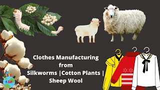 What are Clothes  How Clothes are made  Cotton  Silk  Wool  Complete process [upl. by Ahsram]