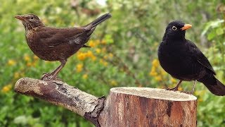 Blackbirds in My Garden [upl. by Eliath365]