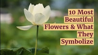 10 Most Beautiful Flowers amp What They Symbolize [upl. by Hahseram151]