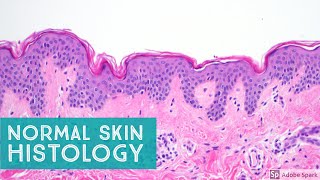 Normal Skin Histology  Explained by a Dermatopathologist [upl. by Maia]