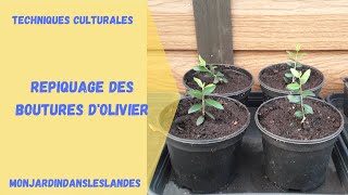 Repiquage des boutures dolivier  Monjardindansleslandes [upl. by Navar208]