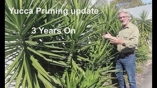 Yucca Pruning  3 years on [upl. by Eppie380]