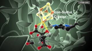 How Enzymes Work from PDB101 [upl. by Christophe879]