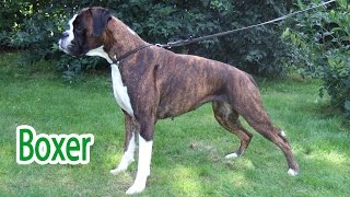 Boxer Dogs The Energetic and Loyal Family Companion [upl. by Hannavahs550]