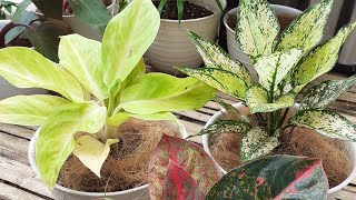 Cara Menanam Aglaonema  How To Plant Aglaonema [upl. by Kippar]