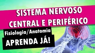 Sistema Nervoso Central e Periférico  Fisiologia e Anatomia [upl. by Aikar]