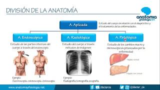 DIVISIÓN DE LA ANATOMÍA  Resúmenes de Anatomía y Fisiología [upl. by Hattie]