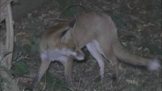 Red Fox Vulpes vulpes vixens greeting one another [upl. by Landbert]