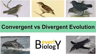 Convergent vs Divergent Evolution [upl. by Ostraw]