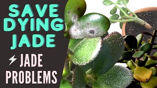 Jade Plant Problems and Pests  Save a DYING Crassula Ovata  MOODY BLOOMS [upl. by Aznecniv]