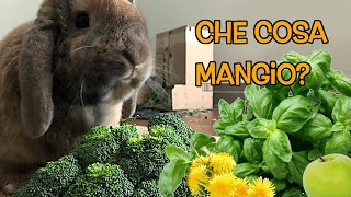 Che cosa mangia il coniglio nano [upl. by Ancilin989]