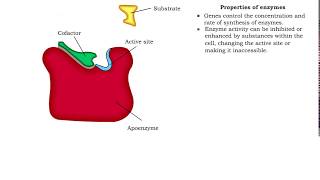 Enzyme structure  Properties of enzymes [upl. by Atinuahs950]