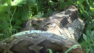 Python kills and swallows Sambar Deer in Sri Lanka [upl. by Mendie829]