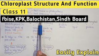 Chromoplast  Leucoplast Structure And Functions [upl. by Eibba789]