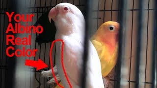 Albino Red Eyes Lovebird How to Determine Its Real Color amp Motif [upl. by Robinette]