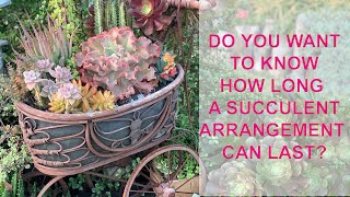 Learning About Succulent Arrangements and How to Water Succulents [upl. by Yelram]