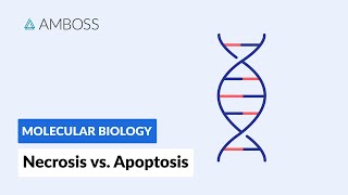 Necrosis vs Apoptosis Cell Death [upl. by Ttayw]